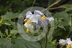 Sticky Nightshade, Solanum sisymbriifolium flowers close up