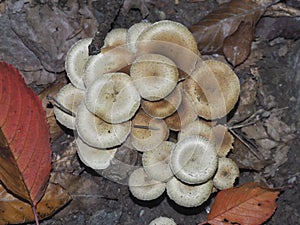 The Sticky Scalycap (Pholiota gummosa) is an inedible mushroom