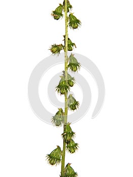 Sticky seeds of agrimony, Agrimonia eupatoria, isolated on white