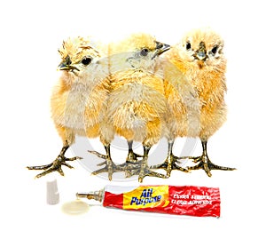 Sticky situation, funny chicks