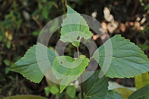 Sticky snakeroot fresh green leaf with blur background in jungle