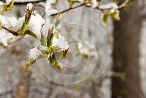 Sticky snow on branches and leafs.