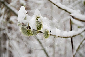 Sticky snow on branches. photo