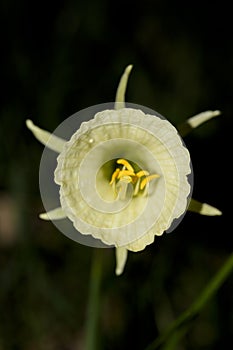 Sticky stigma of the tip of the pistil of a flower with pollen upright