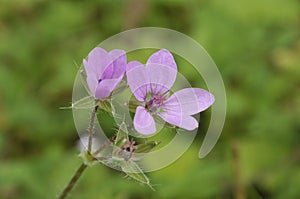 Sticky Stork's-bill - Erodium lebelii