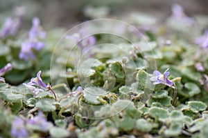 Sticky toadflax, Cymbalaria glutinosa, flowering plants in mountains