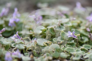 Sticky toadflax, Cymbalaria glutinosa, flowering plants in mountains photo
