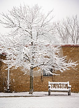 Sticky Wet Snow on Tree and Brick Wall from Morning Winter Storm