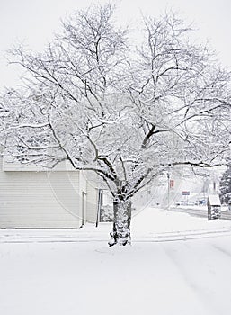 Sticky Wet Snow on Tree from Morning Winter Storm