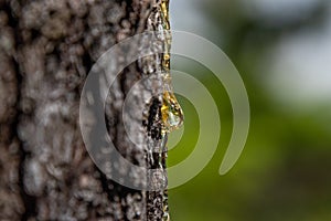Sticky yellow sap beads up and drips down the side of a pine tree trunk