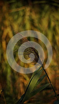 SticlÃÆrie Park in Autumn