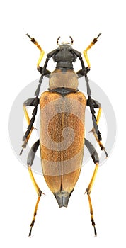 Stictoleptura rubra