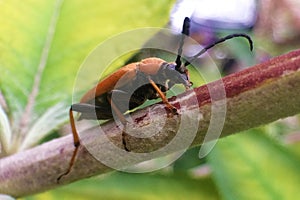 Stictoleptura rubra Red-brown Longhorn Beetle