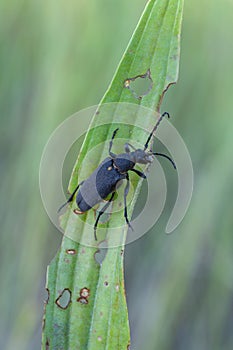 Stictoleptura scutellata