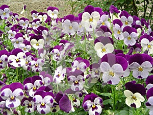 StiefmÃÂ¼tterchen - Pansies photo