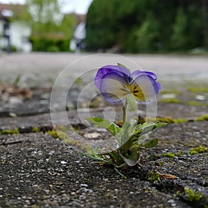 Little flower  in Stones