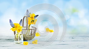 Pansies and grape hyacinths on a wooden base as greeting card photo