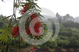 Stiff bottle-brush in rain, adobergb