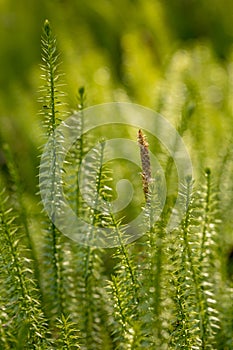 Stiff clubmoss or Interrupted club-moss - Lycopodium annotinum - in the forest