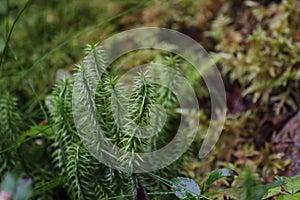 Stiff Clubmoss