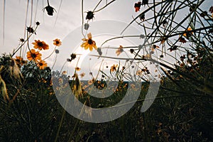 Stiff Greenthread wildflowers