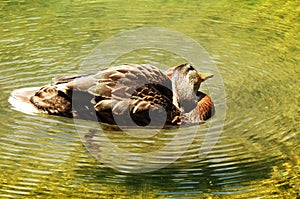 A duck scratches its neck in the lake photo