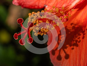 Stigma and Anther Shadowed in an Orange Hibiscus