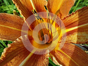 Stigma and pistils with pollen of orange lily flower, macro, close-up of the center of the flower