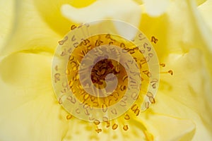Stigma and pollen photo