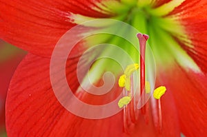 Stigma and stamen of flower