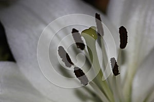 Stigma & Stamens Of An Easter Lily Flower lilium longiflorum