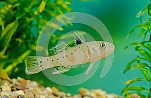 Stigmatogobius sadanundio