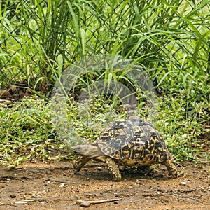 Stigmochelys pardalis, leopard tortoise walking in the bush
