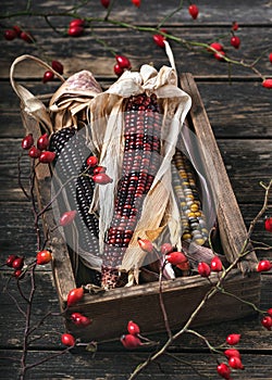 Stil life with dried Indian corn cobs of different colors and rose hip branches in an old wooden box.