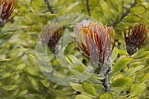 Stilbay Pincushion protea Leucospermum