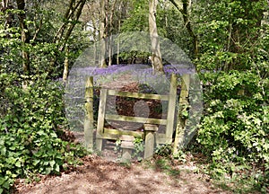 Stile into an English Bluebell wood