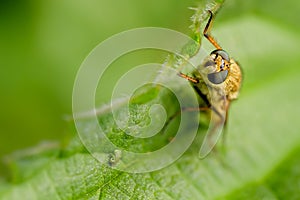 Stiletto Fly, Thereva nobilitata on Leaf in a Sea of Green