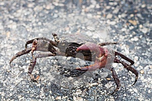 Crab close up it protect self from any harm