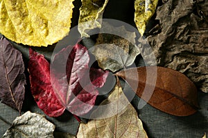 Still of autumn leaves, dark wood background