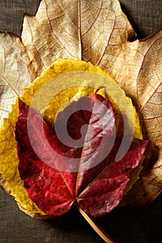 Still of autumn leaves, dark wood background, fall