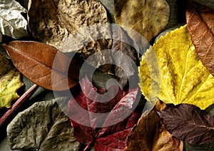 Still of autumn leaves, dark wood background, fall