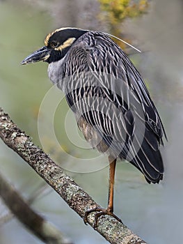 Still Black-crowned Night Heron Shorebird