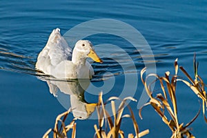 White pekin duck swimming on a still clear pond with reflection in the water