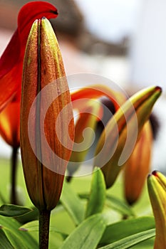 a still closed flower of the lily