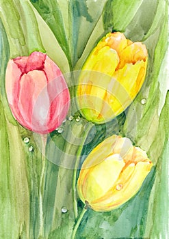 Still-flowering pink tulips and two yellow tulips on a background of light green color with dew drops were painted in watercolor