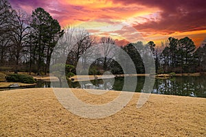 A still green lake in a Japanese garden surrounded by yellow winter grass and bare winter and lush green trees with powerful red