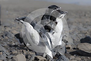 Adelie Penguin Chicks