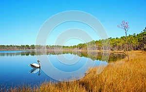 Still Lake and Water Fowl photo