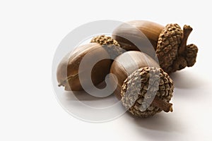 Still life of acorns.