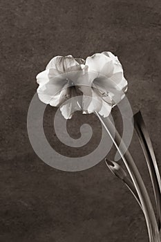 Still life of an amarillys